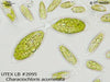 UTEX 2095 Characiochloris acuminata | UTEX Culture Collection of Algae