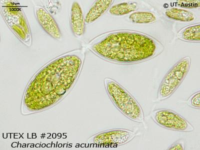 <strong>UTEX 2095</strong> <br><i>Characiochloris acuminata</i>
