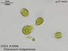 UTEX 2096 Characium bulgariense | UTEX Culture Collection of Algae