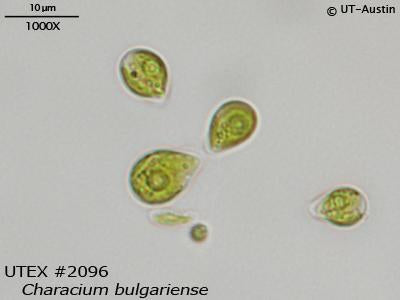 <strong>UTEX 2096</strong> <br><i>Characium bulgariense</i>