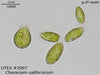 UTEX B 2097 Characium californicum | UTEX Culture Collection of Algae