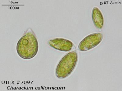 <strong>UTEX B 2097</strong> <br><i>Characium californicum</i>