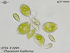UTEX 2099 Characium fusiforme | UTEX Culture Collection of Algae