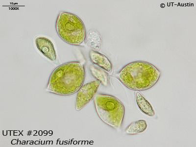 <strong>UTEX 2099</strong> <br><i>Characium fusiforme</i>