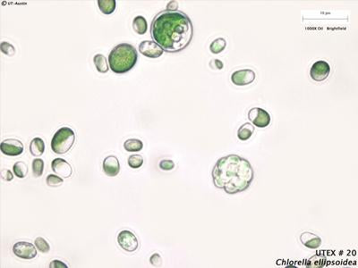 <strong>UTEX 20</strong> <br><i>Chlorella ellipsoidea</i>