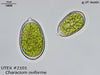 UTEX B 2101 Characium oviforme | UTEX Culture Collection of Algae