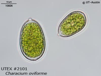 <strong>UTEX B 2101</strong> <br><i>Characium oviforme</i>