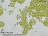 UTEX 2104 Characium perforatum | UTEX Culture Collection of Algae