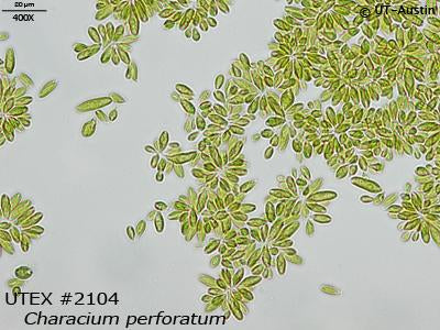 UTEX 2104 Characium perforatum | UTEX Culture Collection of Algae