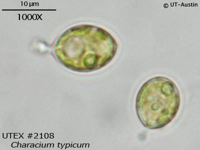<strong>UTEX 2108</strong> <br><i>Characium typicum</i>