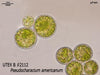 UTEX B 2112 Pseudocharacium americanum | UTEX Culture Collection of Algae