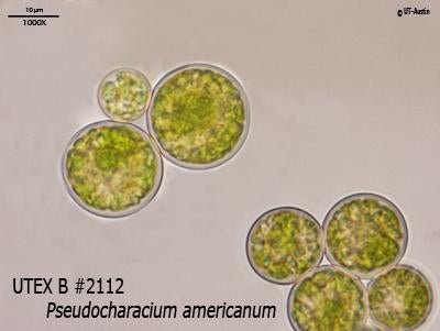 <strong>UTEX B 2112</strong> <br><i>Pseudocharacium americanum</i>
