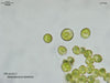 UTEX 2117 Neospongiococcum sphaericum | UTEX Culture Collection of Algae