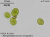 UTEX 2118 Neospongiococcum irregulare | UTEX Culture Collection of Algae