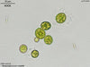 UTEX 2122 Neospongiococcum variabile | UTEX Culture Collection of Algae