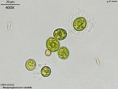 2122_20Neospongiococcum_20vari