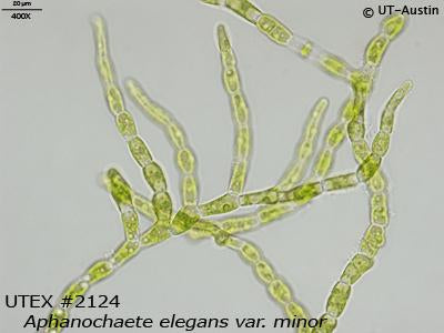 <strong>UTEX B 2124</strong> <br><i>Aphanochaete elegans var. minor</i>