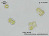 UTEX 214 Chlamydomonas pseudococcum | UTEX Culture Collection of Algae
