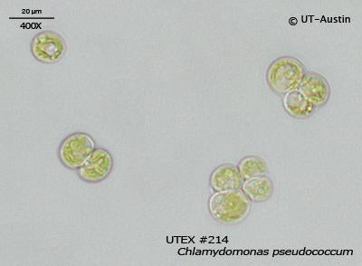 <strong>UTEX 214</strong> <br><i>Chlamydomonas pseudococcum</i>
