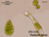 UTEX B 2159 Rhopalosolen saccatus | UTEX Culture Collection of Algae