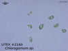UTEX 2160 Chlorogonium sp. | UTEX Culture Collection of Algae