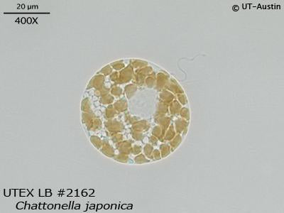 <strong>UTEX LB 2162</strong> <br><i>Chattonella japonica</i>