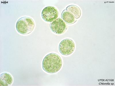 <strong>UTEX 2168</strong> <br><i>Chlorella sp.</i>