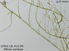 UTEX LB 2178 Pilinia earleae | UTEX Culture Collection of Algae