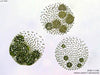 UTEX LB 2180 Volvox carteri f. weismannia | UTEX Culture Collection of Algae