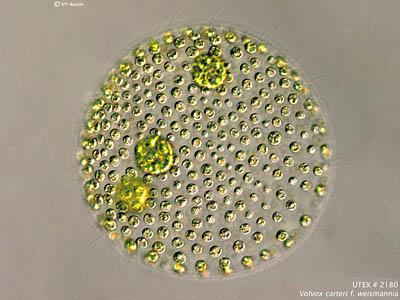 UTEX LB 2180 Volvox carteri f. weismannia | UTEX Culture Collection of Algae