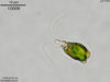 UTEX LB 2192 Dunaliella peircei | UTEX Culture Collection of Algae
