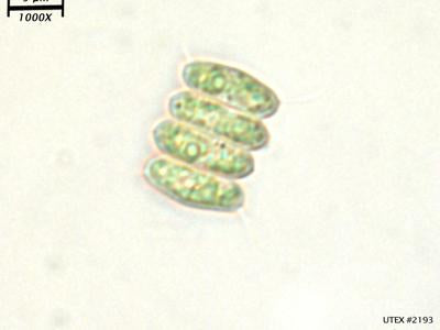 <strong>UTEX 2193</strong> <br><i>Scenedesmus sp.</i>