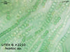 UTEX 2210 Nostoc sp. | UTEX Culture Collection of Algae