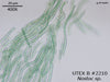 UTEX 2210 Nostoc sp. | UTEX Culture Collection of Algae
