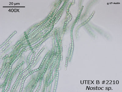 <strong>UTEX 2210</strong> <br><i>Nostoc sp.</i>