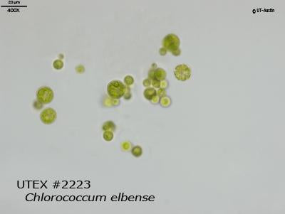 <strong>UTEX 2223</strong> <br><i>Chlorococcum elbense</i>