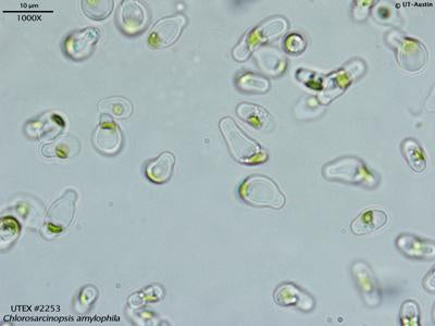 UTEX B 2253 Chlorosarcinopsis amylophila | UTEX Culture Collection of Algae