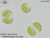 UTEX LB 2254 Palmellopsis muralis | UTEX Culture Collection of Algae