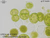 UTEX LB 2283 Chlorochytrium lemnae | UTEX Culture Collection of Algae