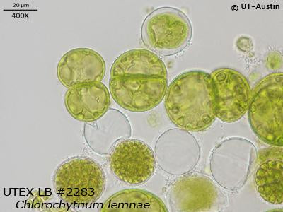 <strong>UTEX LB 2283</strong> <br><i>Chlorochytrium lemnae</i>