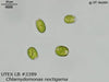 UTEX LB 2289 Chlamydomonas noctigama | UTEX Culture Collection of Algae