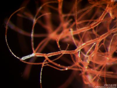 UTEX LB 2298 Callithamnion corymbosum | UTEX Culture Collection of Algae