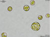 UTEX 22 Chlorella luteoviridis | UTEX Culture Collection of Algae