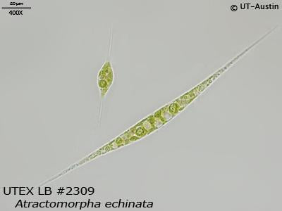 UTEX LB 2309 Atractomorpha echinata | UTEX Culture Collection of Algae
