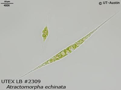 <strong>UTEX LB 2309</strong> <br><i>Atractomorpha echinata</i>