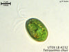 UTEX LB 232 Tetraselmis chuii | UTEX Culture Collection of Algae