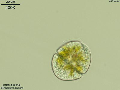 UTEX LB 2334 Gyrodinium dorsum | UTEX Culture Collection of Algae