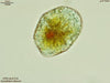 UTEX LB 2334 Gyrodinium dorsum | UTEX Culture Collection of Algae