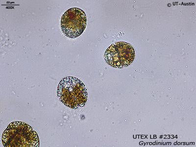 UTEX LB 2334 Gyrodinium dorsum | UTEX Culture Collection of Algae