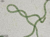 UTEX LB 2342 Spirulina maxima | UTEX Culture Collection of Algae